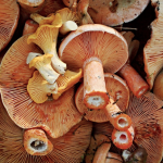 Considering Mushrooms for Immune Support? What You Need to Know