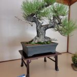Bonsai Exhibit at Denver Botanic Garden