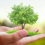 Did you Know the Search Engine Ecosia Has Now Planted 200 Million Trees?