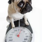 6 Tips to Improve Your Pet’s Physical Fitness, Avoid Obesity 