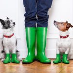 Disaster Prep for Pets